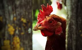 Bravo leslie wray doyle ! Comment Proteger Ses Poules Des Predateurs Nos Solutions