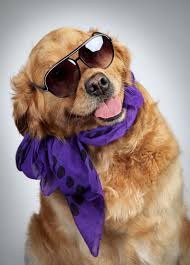 Maybe you would like to learn more about one of these? 9 Animals With Sunglasses Ideas Animals Cute Animals Funny Animals