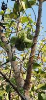 Image result for Sterculia africana