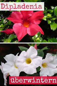 Optimal ist eine umgebungstemperatur von vier bis zehn grad. Dipladenia Uberwintern Selbst De Garten Pflanzen Blumen Pflanzen Pflanzen