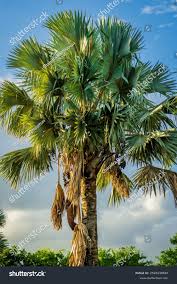 Image result for Latania loddigesii