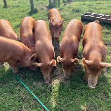 Tamworth Pigs for Sale-orderlivestock.com