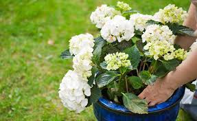Hortensien Pflanzen Tipps Fur Beet Und Topf Hortensien Garten Garten Pflanzen Pflanzen