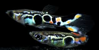 But there are some things you should know about these fish before you try your hand at ownership. Endler Staeck Endler Pair 1 Male 1 Female 3 Fry Livefins Guppy Fish Aquarium Fish Guppy