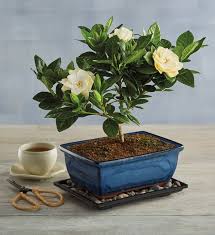 The graceful bonsai is the embodiment of an ancient art form in perfect miniature. Gardenia Bonsai Tree Gift Bonzai Trees For Sale Harry David