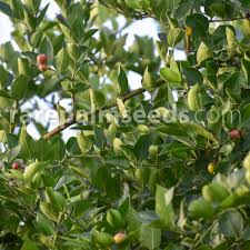 Image result for Carissa spinarum