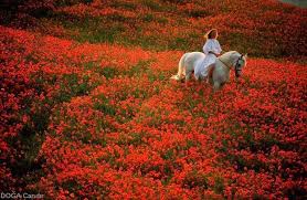 ثقيل هو الحلم إن صار وهمآ وضاق به العمر حتى إستجار سأمضي الى الحلم مهما توارى ومها طغى اليأس فينا وجار فار beautiful horses horse love pretty horses