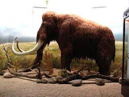 Мамонт — (elephas primigenius) вымершее животное четвертичногопериода. Woolly Mammoth Reproduction Mammuthus Primigenius Masai Gallery