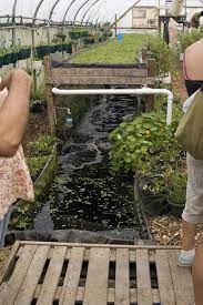 Aquaponics For Urban Dwellers