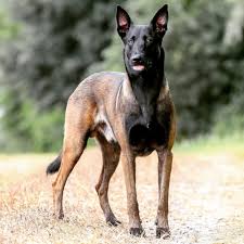 George Clooney Has Nothing On Me Malinoisforever Malinoisofficial Malinois Belgianmalinois Dogoftheday Dog K9 Puppy Puppylove Instadog Ilovemyd