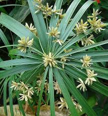 Image result for Cyperus zollingeri