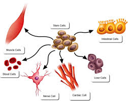 Eventually stem cell therapy was utilized in treating companion animals, primarily for the same. Stem Cell Safari Learning About Stem Cell Therapy