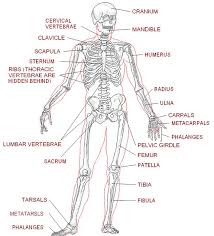 Diagrams of the vertebral column & thoracic cage bones of the upper extremities: Image And Label Of The Skeletal System Google Search Human Skeleton Anatomy Skeletal System Human Body Worksheets