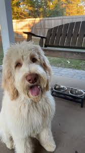 8 months of pure love & energy!! When do they slow down