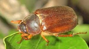 Chafer Grubs How To Kill Remove And Prevent Them From Invading Your Lawn