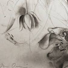 Jim Dine Jim Dine Botanical Drawings Flower Drawing