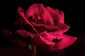 We did not find results for: Desktop Wallpapers Roses Burgundy Drops Flowers Closeup Black