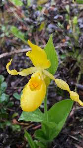 Check spelling or type a new query. Wild Yellow Lady Slipper Orchid Found In Canadian Rocky Mountains Orchids