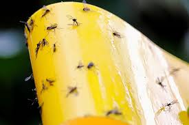Make sure to get rid of maybe let our members know how to get thorns or spines out from cacti in our succulent city. Identify And Control 7 Common Christmas Cactus Pests Gardener S Path