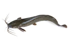 ナマズって食べれるの ナマズの美味しい食べ方 たべるご