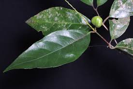 Image result for Rinorea brachypetala