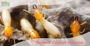 Can pest control be returned? Termite Pest Control Services In Bangalore Pest Control Services Termite Pest Control Termite Control