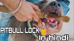 Please confirm that you are not located inside the russian federation the link you have selected will take. How To Unlock Pitbull Jaw Lock Pitbull à¤• Jaw à¤² à¤• à¤•à¤¸ à¤– à¤² Lock Training Aakash Mansotra Youtube