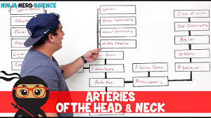 Circulatory System Arteries Of The Head Neck Flow Chart