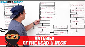 circulatory system arteries of the head neck flow chart