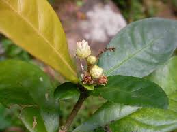 Image result for Croton steenkampianus