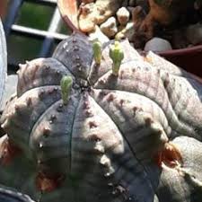 Most cactus plants need sandy soil and lots of direct sunlight to thrive. Cactus And Succulents Forum How Long Can Succulents Survive In Shipping Garden Org