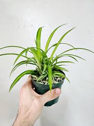 Image result for Chlorophytum rubribracteatum
