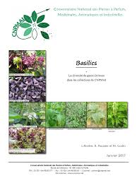 Image result for Ocimum urundense