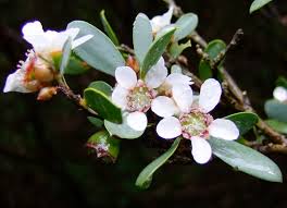 Image result for Leptospermum laevigatum