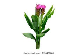 Image result for Pimpinella alismatifolia