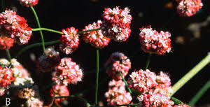 Image result for Eriosema erici-rosenii