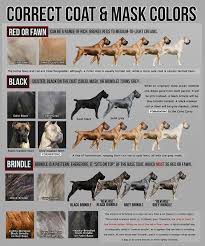 correct cane corso colors cane corso italian cane corso