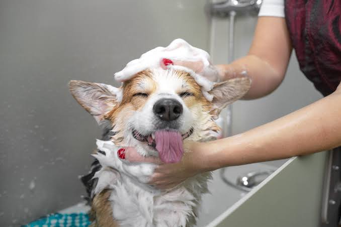 Benefits of Dog Baths - Waltham, MA - The Dog Retreat & SPA