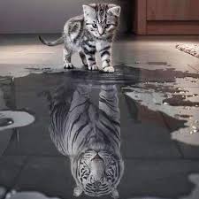 tiger cat diy 5d diamond painting full drill animals cute animals cute cats