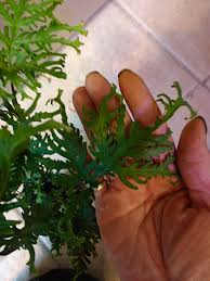 Image result for Doryopteris concolor