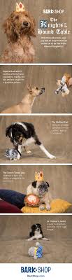 Join Thy Dog For The Fairest Journey To The Age Of King Arfur Funny Animals With Captions Cat Stroller American Bobtail Cat