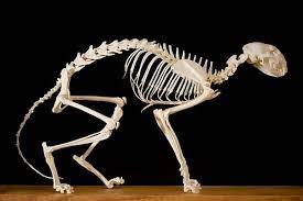 There is a range of tail vestiges. Do Cats Have Cartilage Or Bone In Their Tails Quora