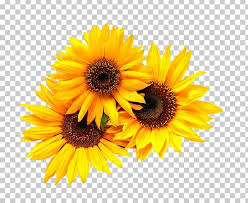 Wedding Invitation Common Sunflower Yellow Png Black Black And White Blue Brid Cartoon Sunflower Png Flower Png Images White Flower Png
