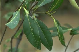 Image result for Avicenniaceae