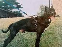 A dog who is ay/at could be of the same phenotype as a ay/ay dog however some appear shaded sable or smut. Stories