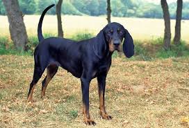 American Foxhound Black And Tan Virginia Foxhound 10 Things You Didn T Know About The Black And Tan Coonhound Hound Dog Breeds Dog Breeds Hound Dog