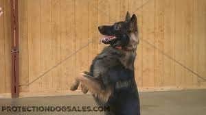 We did not find results for: Palmer Young Dark Sable German Shepherd Palmer 16 Mo S Plush Coat Off Leash Obedience Youtube