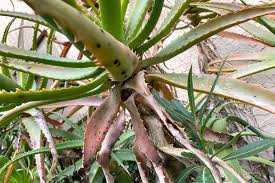 Image result for Aloe arborescens