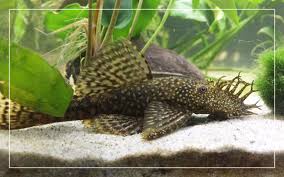 bristlenose pleco fish tank mates