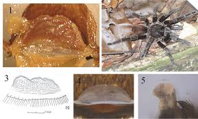 Image result for Spermacoce sphaerostigma